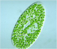 The Chlorella Genome: Big Surprises from a Small Package. Chlorella endosymbionts inside the single-celled protozoan Paramecium bursaria. Nancy A. Eckardt. Plant Cell. 2010 Sep;22(9):2924-2924. The Chlorella Genome: Big Surprises from a Small Package. Chlorella endosymbionts inside the single-celled protozoan Paramecium bursaria. Nancy A. Eckardt. Plant Cell. 2010 Sep;22(9):2924-2924.