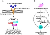 Proposed mechanism for fucoidan bioactivity (A) Macrophage activation by fucoidans as mediated through specific membrane receptor activation namely TLR-4, CD14, CR-3 and SR which induces intracellular signaling via mitogen-activation protein kinases (MAPKs); (B) Activation of macrophages leads to the production of cytokines such as IL-12, IL-2 and IFN-γ which enhance NK cell activation that may stimulate T-cell activation Proposed mechanism for fucoidan bioactivity (A) Macrophage activation by fucoidans as mediated through specific membrane receptor activation namely TLR-4, CD14, CR-3 and SR which induces intracellular signaling via mitogen-activation protein kinases (MAPKs); (B) Activation of macrophages leads to the production of cytokines such as IL-12, IL-2 and IFN-γ which enhance NK cell activation that may stimulate T-cell activation