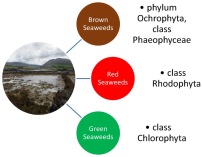 Seaweeds are divided into three main groupings based largely on their pigmentation. The groupings are brown seaweeds, the red seaweeds and the green seaweeds. Seaweeds are divided into three main groupings based largely on their pigmentation. The groupings are brown seaweeds, the red seaweeds and the green seaweeds.