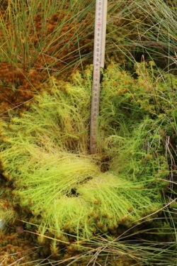 Den årliga tillväxten av vitmossa kan vara väldigt god. Här på en återvätt torvtäkt med spontan vegetationsutveckling.