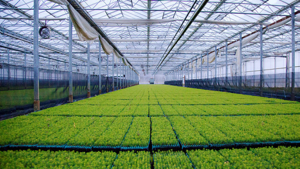 Mikroplantor i växthus som ska omskolas. Foto: Södra