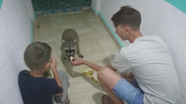 Killarna träffar på en sör tvättbjörn på Isla Holbox Killarna träffar på en sör tvättbjörn på Isla Holbox