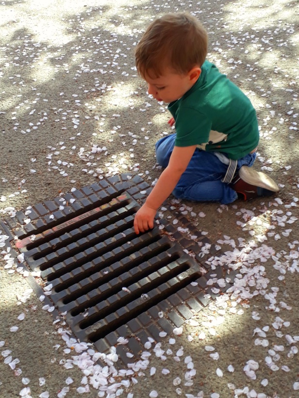 Julius var mest intresserad av att slänga blad ner i brunnen, så det blev ingen körbärsblomsbild med honom. Julius var mest intresserad av att slänga blad ner i brunnen, så det blev ingen körbärsblomsbild med honom.