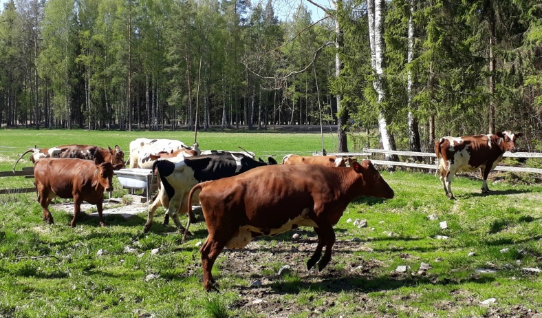 Dagens stora stjärnor! Kosläpp på Hermanssons gård i Hedemora. Dagens stora stjärnor! Kosläpp på Hermanssons gård i Hedemora.