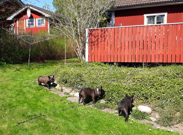 Tre busfrallor, Triss, Nappe och Maya. Tre busfrallor, Triss, Nappe och Maya.