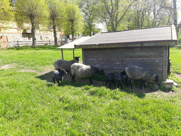 Ulliga och gulliga får med sina lamm ute på Elfviks Gård. Ulliga och gulliga får med sina lamm ute på Elfviks Gård.