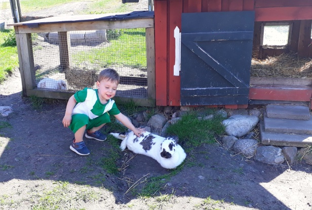 Julius klappar den stora snälla kaninen. Julius klappar den stora snälla kaninen.