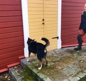 Nose Work, hundträning med Hej Hund! Nose Work, hundträning med Hej Hund!