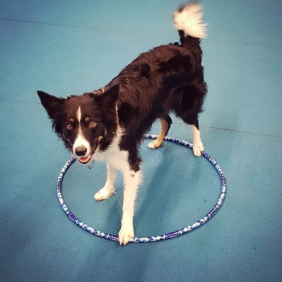 Lekfullt lärande till glädje för hund och människa Lekfullt lärande till glädje för hund och människa