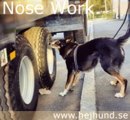 hund som tränar nose work hej hund!