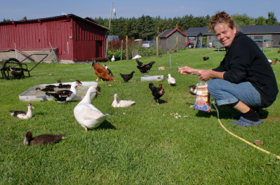 På Gangvidefarm finns fåglar av många sorter På Gangvidefarm finns fåglar av många sorter