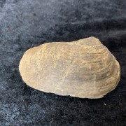 Mussla fossiliserad