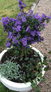 Sommarfint! Sommarfint!