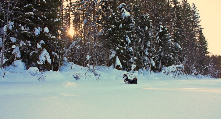 Sitka på gårdagens långis i solnedgången. Sitka på gårdagens långis i solnedgången.