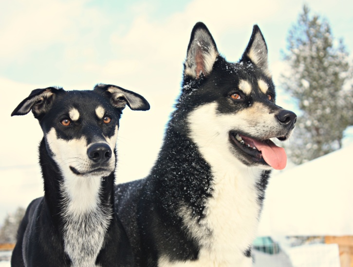Två av de nio underbara peronligheterna i flocken, Maggie & Countach! Två av de nio underbara peronligheterna i flocken, Maggie & Countach!