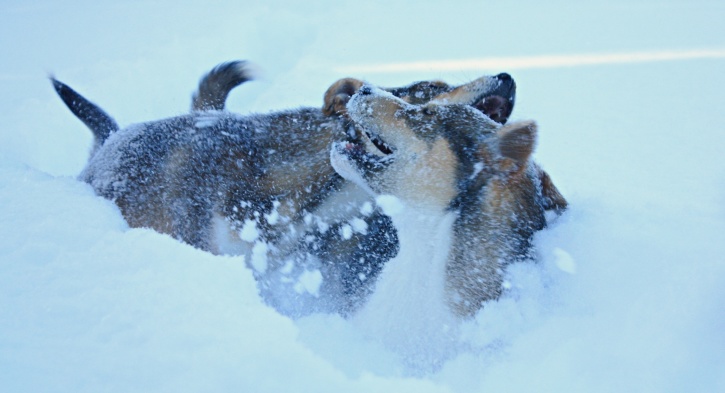 De som växer så de knakar. Rush & Fox De som växer så de knakar. Rush & Fox