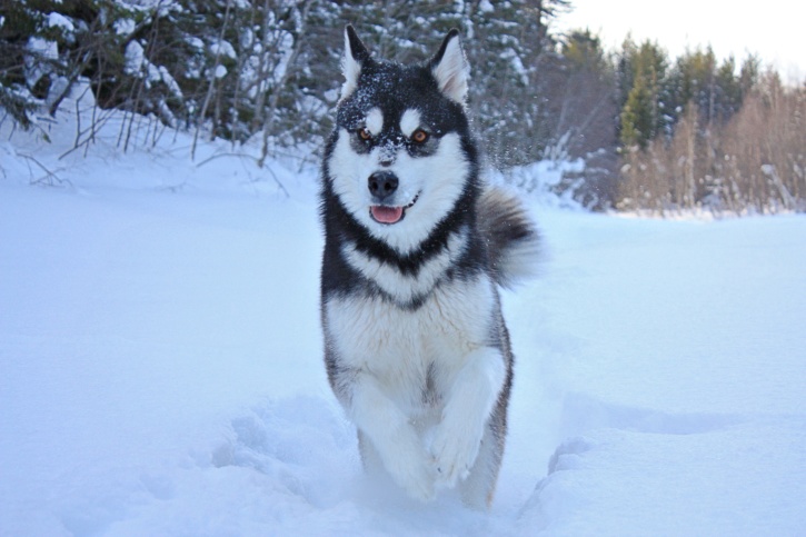Sitka! Sitka!