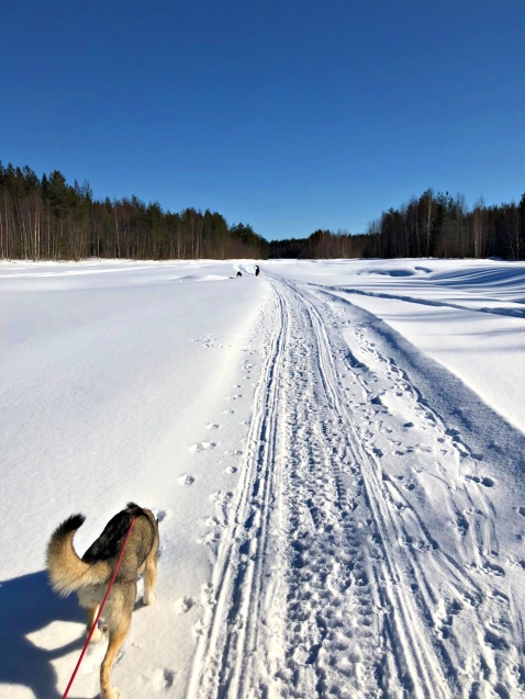 Idag turades Countach och Tesla om att springa lösa. Så kul när all inkallningsträning visar hur långt vi kommit. Idag turades Countach och Tesla om att springa lösa. Så kul när all inkallningsträning visar hur långt vi kommit.