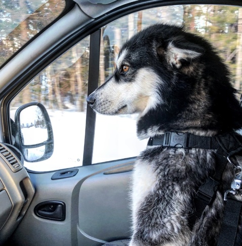 Jag och den där Sitka på väg till Mullnäset. Jag och den där Sitka på väg till Mullnäset.