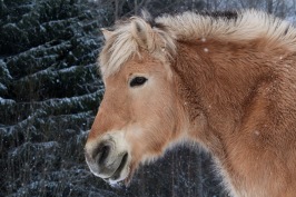 Tegelsmora Skeier Tegelsmora Skeier