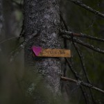 Rumpnisses träd