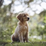 Gyllene golden retriver Sky 10 veckor