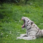 Junsele djurpark - Vit tiger