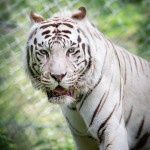Junsele djurpark - Vit tiger 3