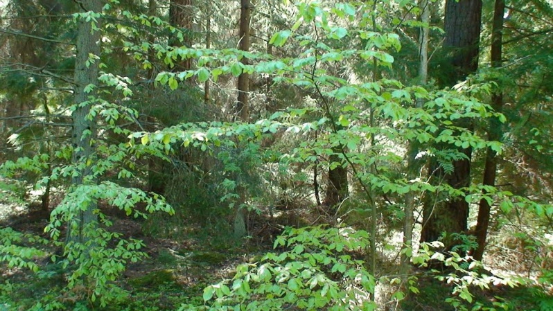 EKOSKOGEN EKOSKOGEN