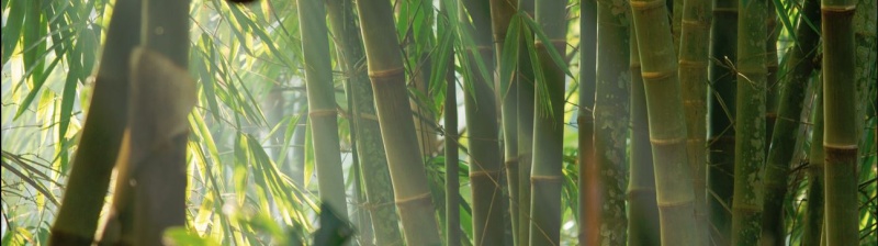 Japansk trädgård bambu