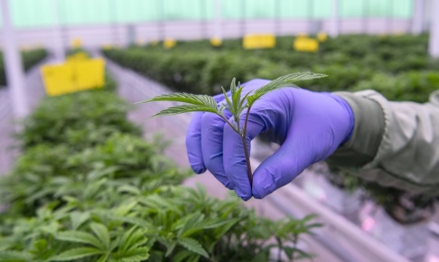 Johan Nilsson/TT Det finns ett samband mellan cannabisbruk och psykisk ohälsa, visar ny forskning. Arkivbild. Johan Nilsson/TT Det finns ett samband mellan cannabisbruk och psykisk ohälsa, visar ny forskning. Arkivbild.