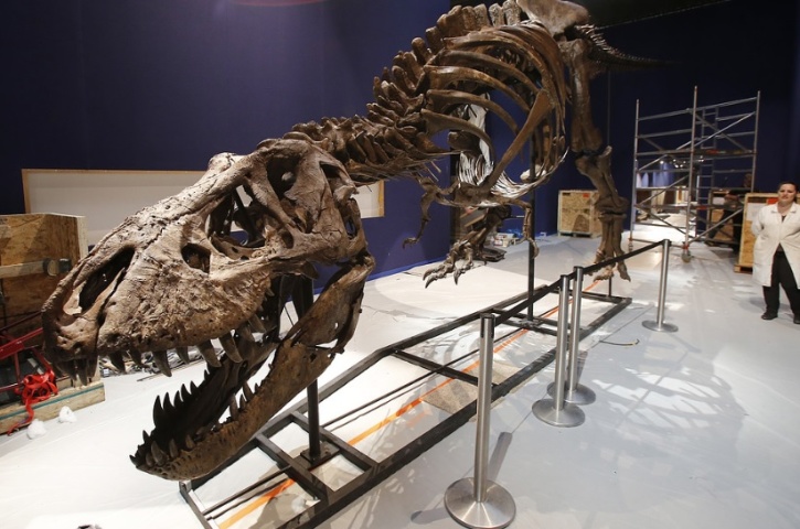 Michel Euler/AP/TT Ett annat exemplar av tyrannosaurus rex på Frankrikes naturhistoriska riksmuseum i Paris. Arkivbild. Michel Euler/AP/TT Ett annat exemplar av tyrannosaurus rex på Frankrikes naturhistoriska riksmuseum i Paris. Arkivbild.