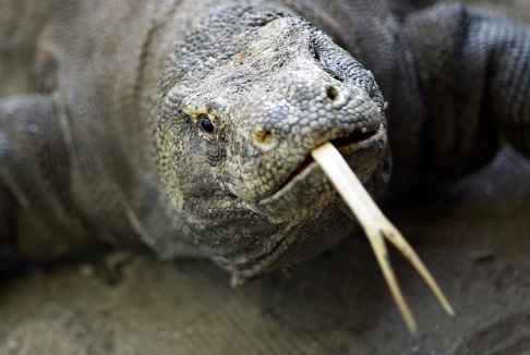 Dita Alangkara/AP/TT På ön Komodo i Indonesien, lever cirka 2 300 komodovaraner i det vilda. Arkivbild. Dita Alangkara/AP/TT På ön Komodo i Indonesien, lever cirka 2 300 komodovaraner i det vilda. Arkivbild.
