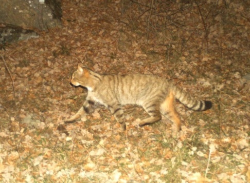Josep Puig En europeisk vildkatt (Felis silvestris) som fångats på bild med hjälp av en kamerafälla i det katalanska forskningsprojektet. Josep Puig En europeisk vildkatt (Felis silvestris) som fångats på bild med hjälp av en kamerafälla i det katalanska forskningsprojektet.