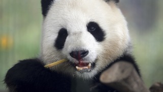 Michael Sohn/AP Photo Nu är det dags för de nyanlända pandorna att visa upp sig på Köpenhamns zoo. Den här pandan bor i Berlin. Arkivbild. Michael Sohn/AP Photo Nu är det dags för de nyanlända pandorna att visa upp sig på Köpenhamns zoo. Den här pandan bor i Berlin. Arkivbild.