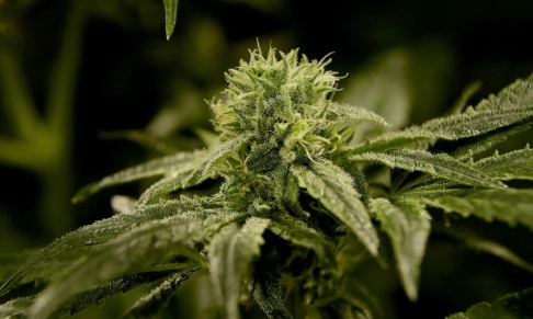 Julio Cortez/AP/TT Ett par ertappades med kilovis av cannabis i hemmet. Arkivbild. Julio Cortez/AP/TT Ett par ertappades med kilovis av cannabis i hemmet. Arkivbild.