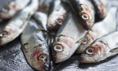 Leif R Jansson / TT Forskare har hittat ett samband mellan höga PCB-nivåer och för tidig död. Miljögifterna förekommer i bland annat strömming. Leif R Jansson / TT Forskare har hittat ett samband mellan höga PCB-nivåer och för tidig död. Miljögifterna förekommer i bland annat strömming.