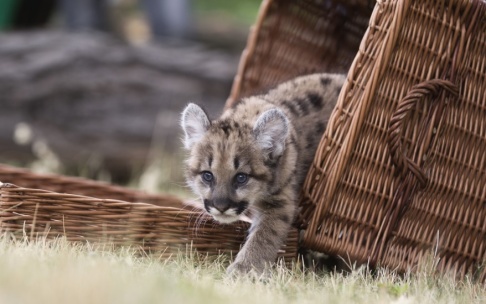 Gero Breloer/AP/TT Ett stort kattdjur har siktats i skogarna runt danska Vejle. Kanske en puma? Pumaungen på bilden hör dock hemma i Berlin. Arkivbild Gero Breloer/AP/TT Ett stort kattdjur har siktats i skogarna runt danska Vejle. Kanske en puma? Pumaungen på bilden hör dock hemma i Berlin. Arkivbild