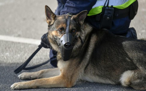 Björn Larsson Rosvall/TT Snart får polishundarna större burar. Arkivbild. Björn Larsson Rosvall/TT Snart får polishundarna större burar. Arkivbild.