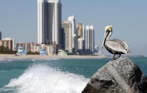 Alan Diaz/AP/TT Mannen låtsades vara en saudisk prins och levde lyxliv i Miami. Arkivbild. Alan Diaz/AP/TT Mannen låtsades vara en saudisk prins och levde lyxliv i Miami. Arkivbild.