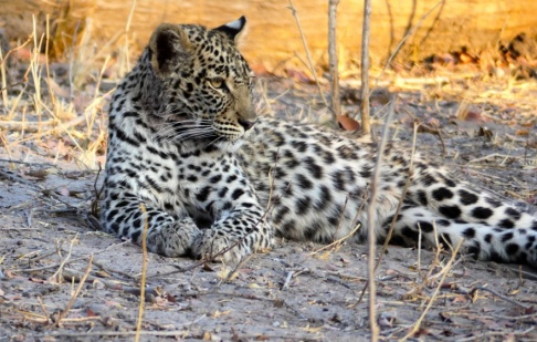 Dean Fosdick En tvåårig pojke har dött efter att ha blivit attackerad av en leopard. Arkivbild. Dean Fosdick En tvåårig pojke har dött efter att ha blivit attackerad av en leopard. Arkivbild.