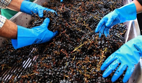 Bob Edme/AP/TT Vin- och fruktodlare i sydöstra Frankrike har lidit stora skador av en storm med hagen stora som pingisbollar. Arkivbild. Bob Edme/AP/TT Vin- och fruktodlare i sydöstra Frankrike har lidit stora skador av en storm med hagen stora som pingisbollar. Arkivbild.