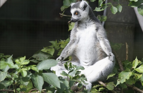 Terje Pedersen/NTB/TT En annan lemur. Arkivbild. Terje Pedersen/NTB/TT En annan lemur. Arkivbild.
