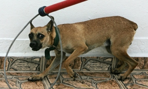 Brennan Linsley Veterinärer varnar för att adoptera gatuhundar. Arkivbild. Brennan Linsley Veterinärer varnar för att adoptera gatuhundar. Arkivbild.