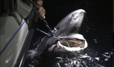 Magnus Durell Håkäringen som fångades av fritidsfiskaren Mattias Jonsson var 335 cm lång och 150 cm i omkrets. Magnus Durell Håkäringen som fångades av fritidsfiskaren Mattias Jonsson var 335 cm lång och 150 cm i omkrets.