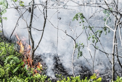 Tomas Oneborg/SvD/TT Risken för skogsbrand ökar. Arkivbild. Tomas Oneborg/SvD/TT Risken för skogsbrand ökar. Arkivbild.