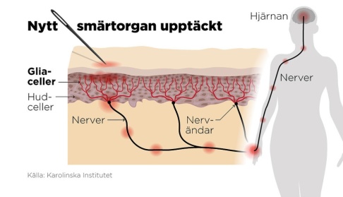 Anders Humlebo / TT En illustration av det nyupptäckta smärtorganet. Anders Humlebo / TT En illustration av det nyupptäckta smärtorganet.