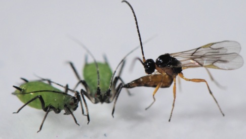 Dirk Sanders En parasitstekel attackerar och lägger ägg i två bladlöss. Dess larver äter sedan upp bladlössen inifrån medan dessa ännu lever. Dirk Sanders En parasitstekel attackerar och lägger ägg i två bladlöss. Dess larver äter sedan upp bladlössen inifrån medan dessa ännu lever.