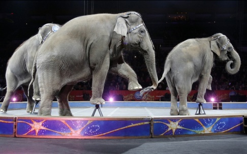 Bill Sikes/AP/TT Elefanter på Ringling Bros and Barnum&Bailys cirkus i maj 2016. Sista föreställningen innan de, som sina danska kollegor, fick gå i pension. Arkivbild. Bill Sikes/AP/TT Elefanter på Ringling Bros and Barnum&Bailys cirkus i maj 2016. Sista föreställningen innan de, som sina danska kollegor, fick gå i pension. Arkivbild.