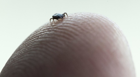 Fredrik Sandberg/TT Harpest kan spridas genom insektsbett som fästingsbett eller myggbett. Arkivbild. Fredrik Sandberg/TT Harpest kan spridas genom insektsbett som fästingsbett eller myggbett. Arkivbild.